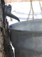 maple syrup hike