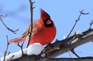 LCFPD Symbols of Illinois Cardinal