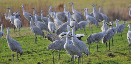 cranes