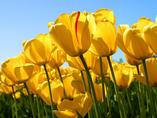 Owh march tulips