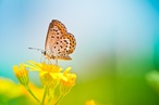 butterfly 2012 may