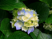 June OWH Wellness Watch hydrangeas