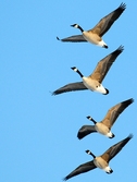 geese