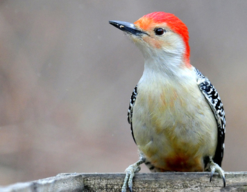 woodpecker