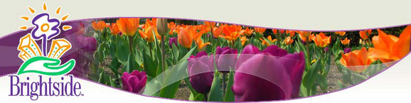 Brightside Tulip Masthead