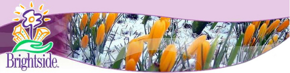 Brightside Snow Crocus Masthead