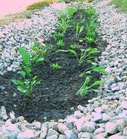 rain garden