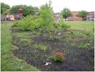 Image of Rain Garden at Franklin Square Elementary