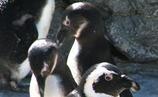 Image of Penguins at Zoo