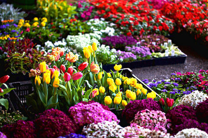 IMAGE: A variety of colorful flowers