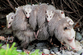 Photo of: Mama opossum carrying young