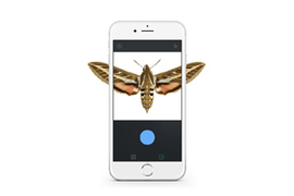 Photo of: Moth on phone screen 