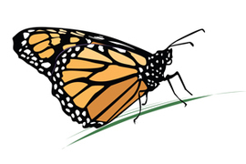 Drawing of: Monarch butterfly