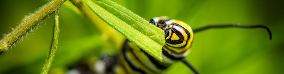 Photo of caterpillar munching on a plant