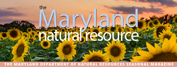 Banner showing Maryland Natural Resource mast over sunflowers