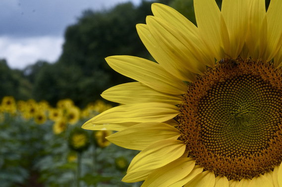 Photo of Sunflower close up