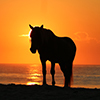 Photo of pony on beach