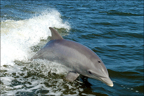 Photo of dolphin