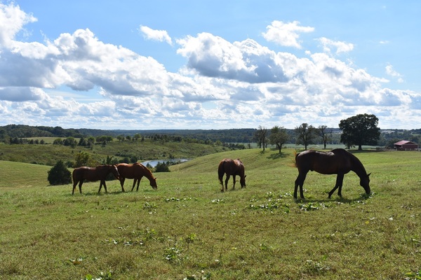 Thoroughbred Retirement Foundation (TRF)