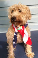 Dog wearing flag bandana.