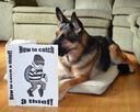 German shepherd dog reading a book entitled How to Catch a Thief.