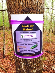 Ash Tree Awareness Tag