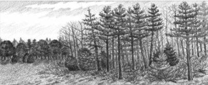 Sketch of white pine stand.
