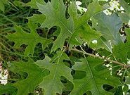 Pin oak leaves