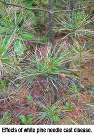 Effects of white pine needle cast disease.