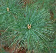 White pine stem