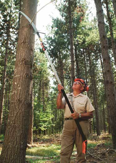 Peter Lammert, Maine Forest Service, retired, prunes a pine.