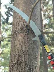 Close up of pruning a branch from a white pine tree.