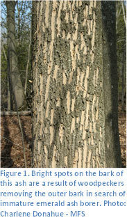 Bright spots on the bark of this ash tree are a result of woodpeckers removing the outer bark in search of immature emerald ash borer.