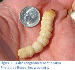 Asian Longhorned Bettle Larva