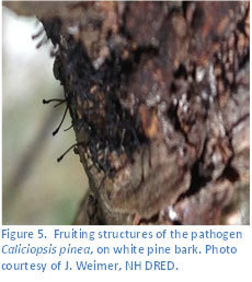 Fruiting structures of the pathogen Caliciopsis pinea, on white pine bark.