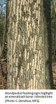 Woodpecker feeding signs highlight an emerald ash borer infested tree. (C. Donahue, MFS)