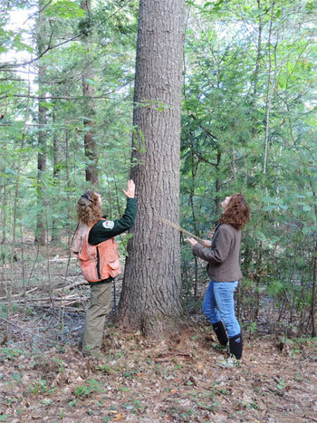 Forester and landowner examining a white pine tree.