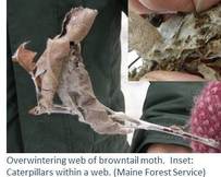 Overwintering web of browntail moth