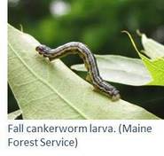 Fall Cankerworm Larva