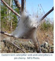 Eastern tent caterpillar web and caterpillars in pin cherry.  MFS Photo.