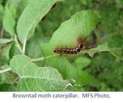 Browntail moth caterpillar.  MFS Photo.