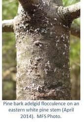 Pine bark adelgid flocculence on an eastern white pine stem (April 2014).  MFS Photo.