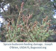 Spruce budworm feeding damage.  Joseph O'Brien, USDA FS, Bugwood.org.