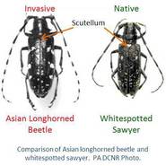Comparison of Asian longhorned beetle and whitespotted sawyer.  PA DCNR Photo.