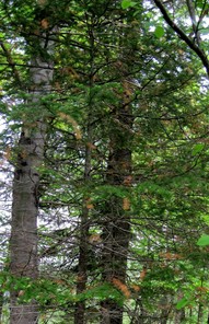 Appearance of balsam fir branch dieback, Phillips, Maine. Photo: W. Ostrofsky, MFS