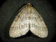 winter moth
