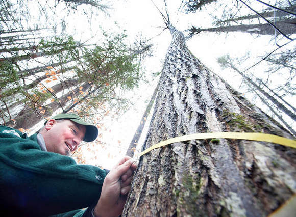 Maine Forest Service District Forester Shane Duigan measuring circumference of tallest chestnut tree in Lovell Maine.