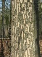 Evidence of woodpecker feeding on ash (photo: Maine Forest Service)