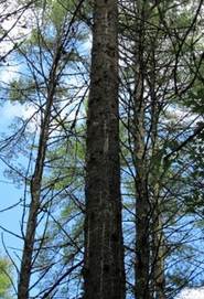 Inter-nodal pitch streaks on the bark of white pine, a symptom of infection by Caliciopsis pinea Limington, Maine. (Maine Forest Service Photo)