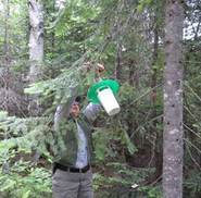 Figure 3.  Spruce budworm pheromone traps are hung in spruce/fir stands that are more than 25 acres in size and have at least 50 percent pole-sized or